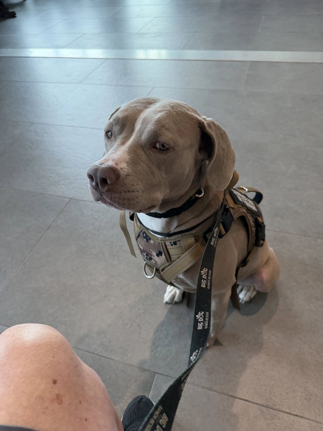 Luna, the Foundation's ambassador dog, sitting in her working harness and looking up at her handler